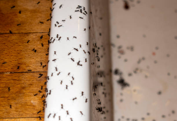 Best Wildlife Control Services  in Atwood, TN